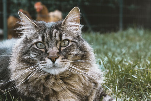 Medical Intuitive Healer's cute tabby cat